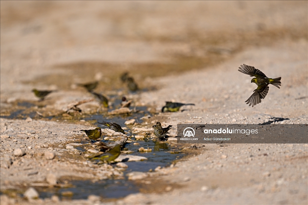 Gaziantep'teki Erikçe Ormanı'nın kuşları 