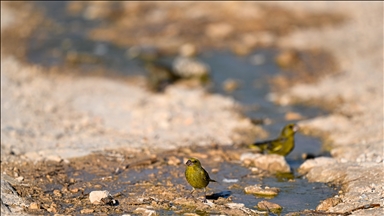 Gaziantep'teki Erikçe Ormanı'nın kuşları