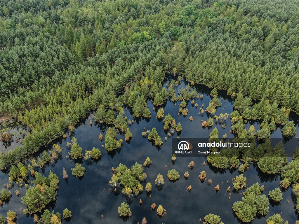 Polonya'da ormanlık alan su deposu inşasından dolayı sular altında kaldı