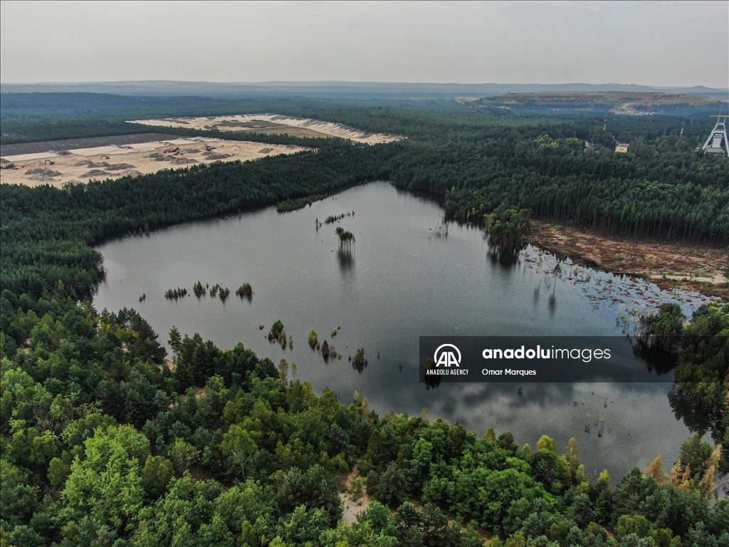 Из-за строительства водохранилища в Польше затопило большой лесной массив
