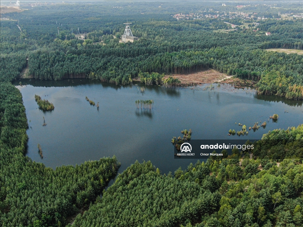 Из-за строительства водохранилища в Польше затопило большой лесной массив