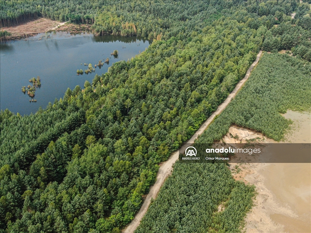 Из-за строительства водохранилища в Польше затопило большой лесной массив