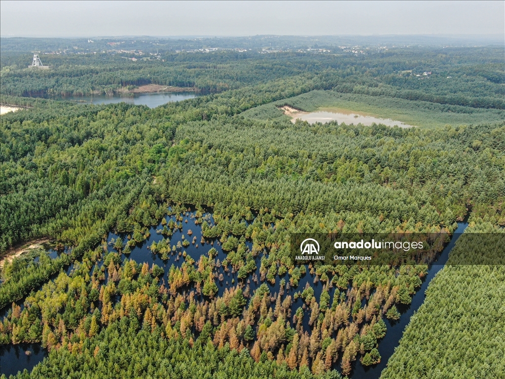 Polonya'da ormanlık alan su deposu inşasından dolayı sular altında kaldı