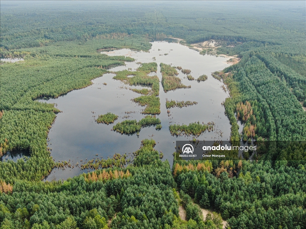 Из-за строительства водохранилища в Польше затопило большой лесной массив