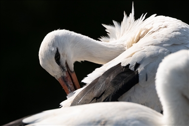 Baby storks prepare to migrate in Turkiye's Konya