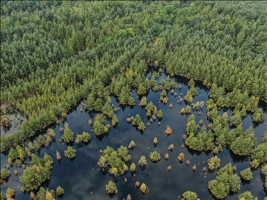Из-за строительства водохранилища в Польше затопило большой лесной массив