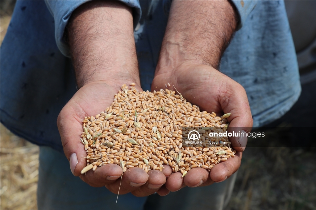 Modern tarım makineleri sayesinde Erzincan Ovası'nda hububat hasadı hızlandı