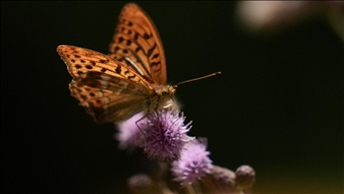 Yabani arı ve kelebeklerin doğada beslenme telaşı
