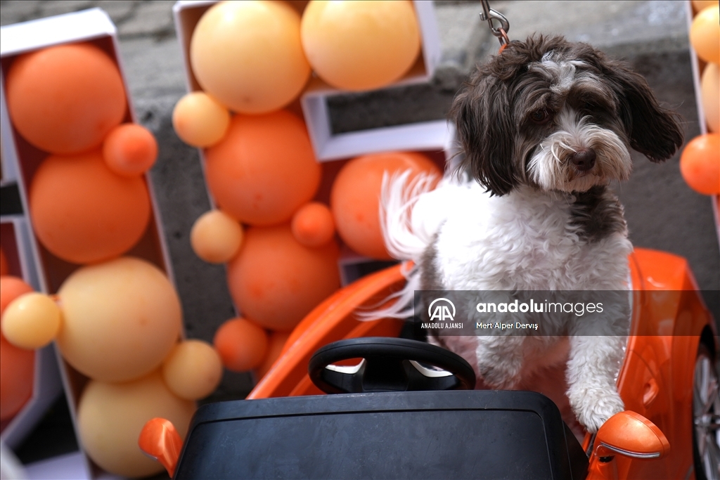 Toronto'da köpekler için "Doggie Fest Yaz Karnavalı" düzenlendi