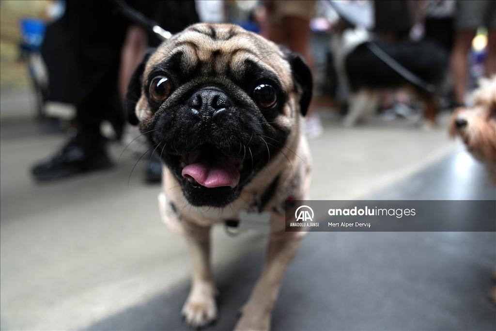 Toronto'da köpekler için "Doggie Fest Yaz Karnavalı" düzenlendi