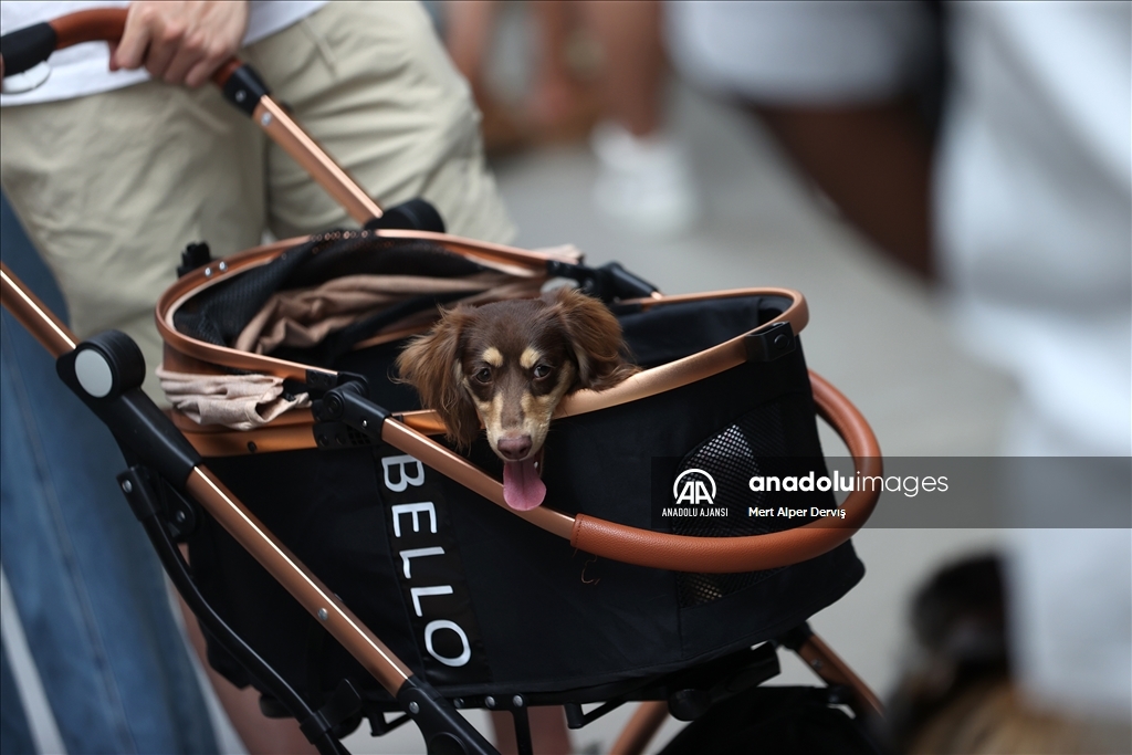 Toronto'da köpekler için "Doggie Fest Yaz Karnavalı" düzenlendi