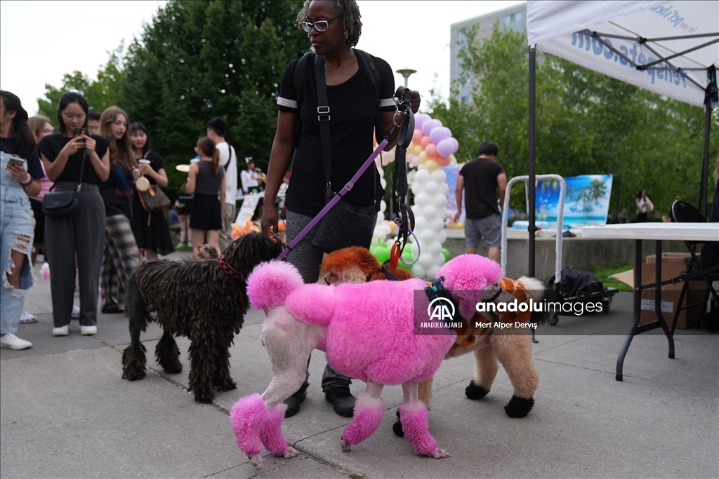 Toronto'da köpekler için "Doggie Fest Yaz Karnavalı" düzenlendi