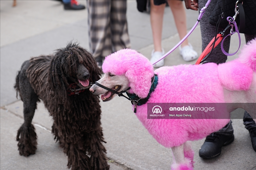 Toronto'da köpekler için "Doggie Fest Yaz Karnavalı" düzenlendi
