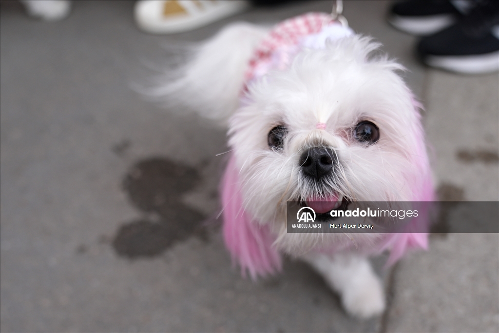 Toronto'da köpekler için "Doggie Fest Yaz Karnavalı" düzenlendi