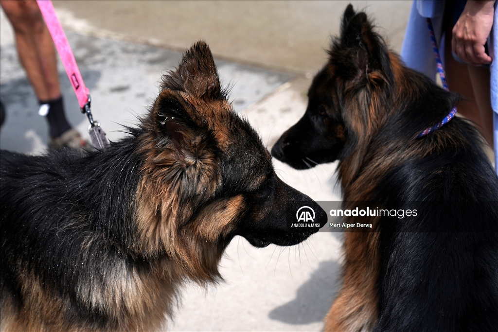 Toronto'da köpekler için "Doggie Fest Yaz Karnavalı" düzenlendi