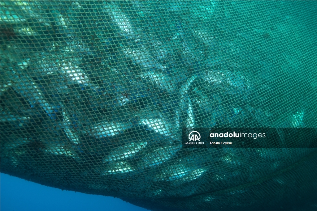İskenderun Körfezi açıklarında besin arayan "kum köpek balıkları" görüntülendi