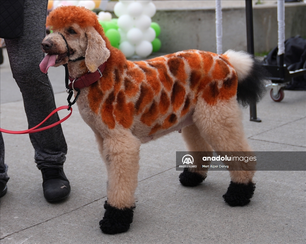 Toronto'da köpekler için "Doggie Fest Yaz Karnavalı" düzenlendi