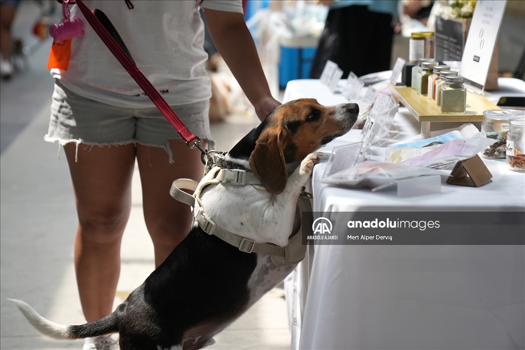 Toronto'da köpekler için "Doggie Fest Yaz Karnavalı" düzenlendi