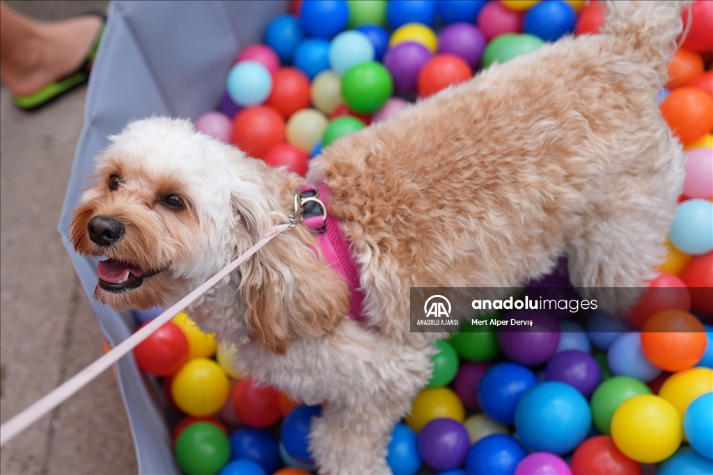 Toronto'da köpekler için "Doggie Fest Yaz Karnavalı" düzenlendi