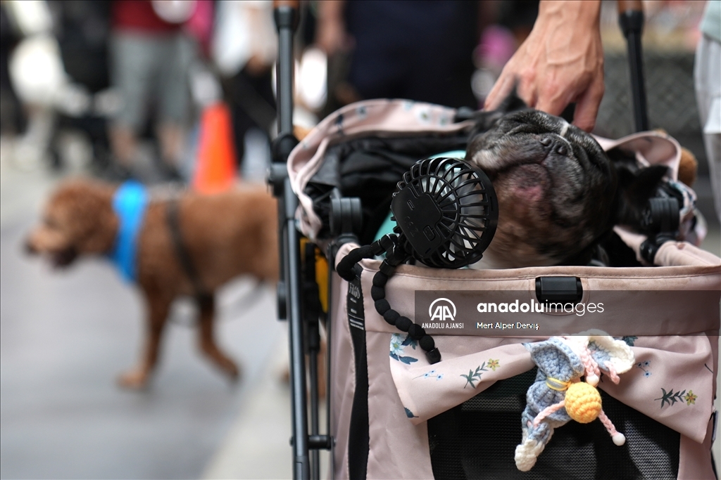 Toronto'da köpekler için "Doggie Fest Yaz Karnavalı" düzenlendi