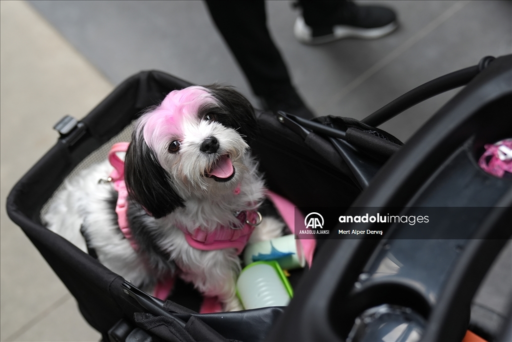 Toronto'da köpekler için "Doggie Fest Yaz Karnavalı" düzenlendi