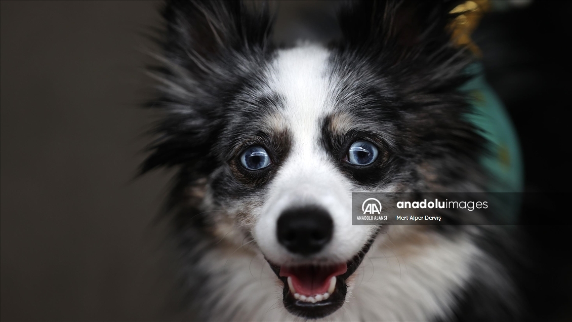 Toronto'da köpekler için "Doggie Fest Yaz Karnavalı" düzenlendi