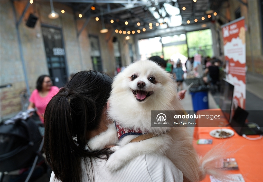 Toronto'da köpekler için "Doggie Fest Yaz Karnavalı" düzenlendi