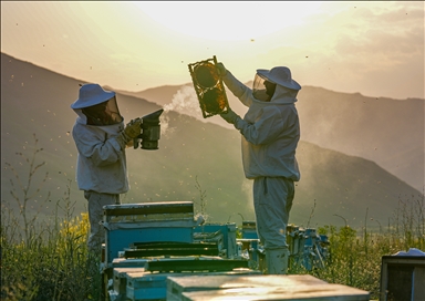 Turkiye's Farasin Plateau becomes a destination for travelling beekeepers
