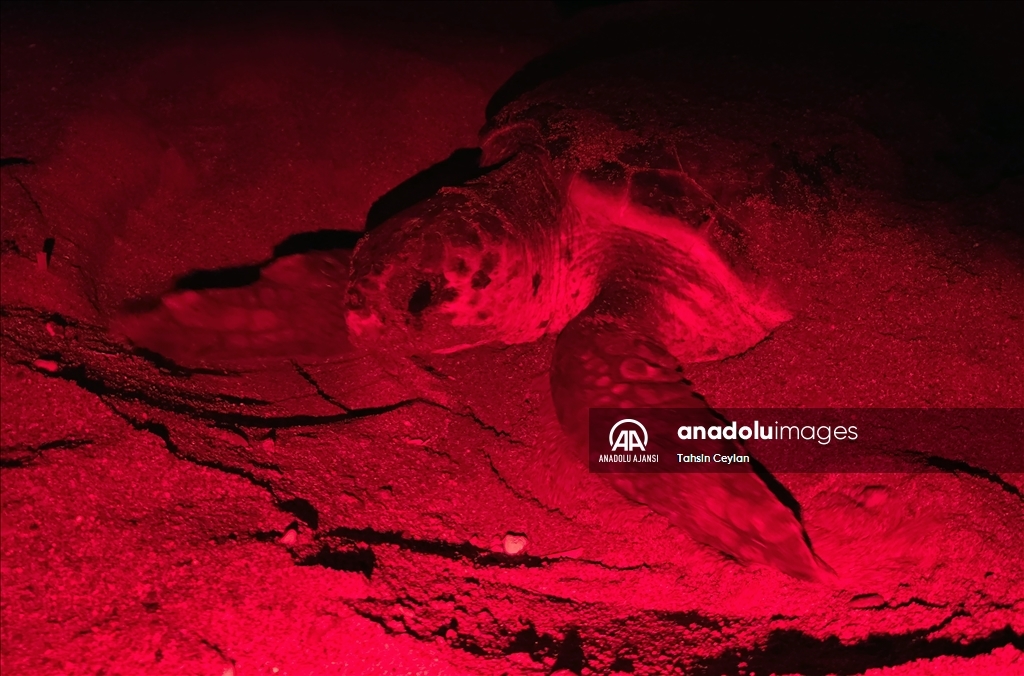 Yuvalarına yumurta bırakan caretta carettalar kırmızı ışıkla görüntülendi