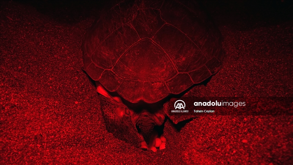 Yuvalarına yumurta bırakan caretta carettalar kırmızı ışıkla görüntülendi