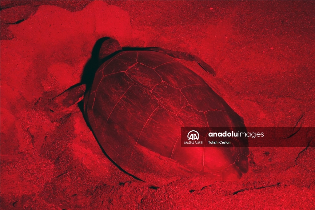 Yuvalarına yumurta bırakan caretta carettalar kırmızı ışıkla görüntülendi