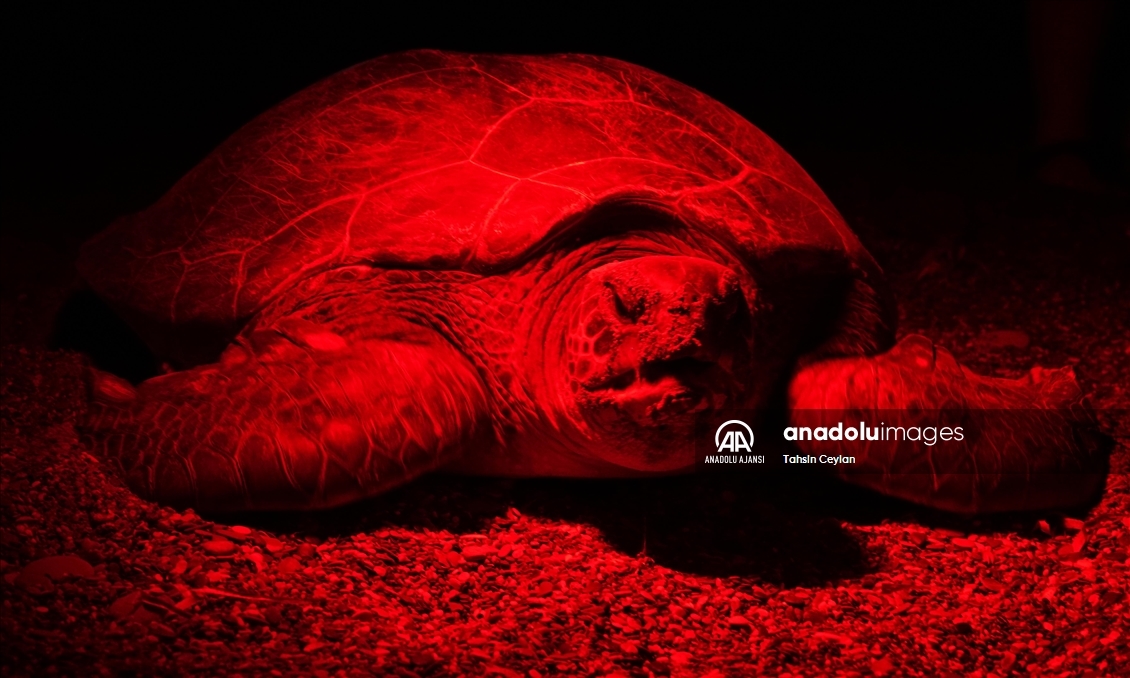 Yuvalarına yumurta bırakan caretta carettalar kırmızı ışıkla görüntülendi