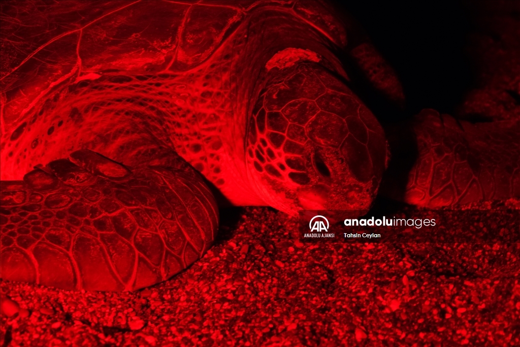 Yuvalarına yumurta bırakan caretta carettalar kırmızı ışıkla görüntülendi