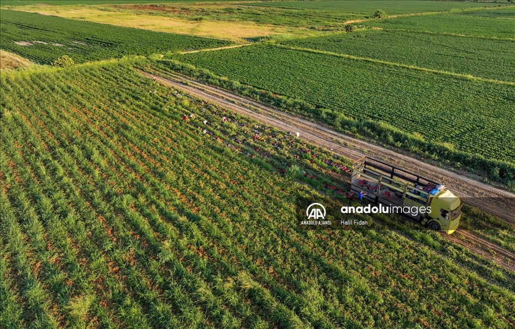 Salçalık domateste üretim artışı toptan fiyatları 2 liraya kadar düşürdü