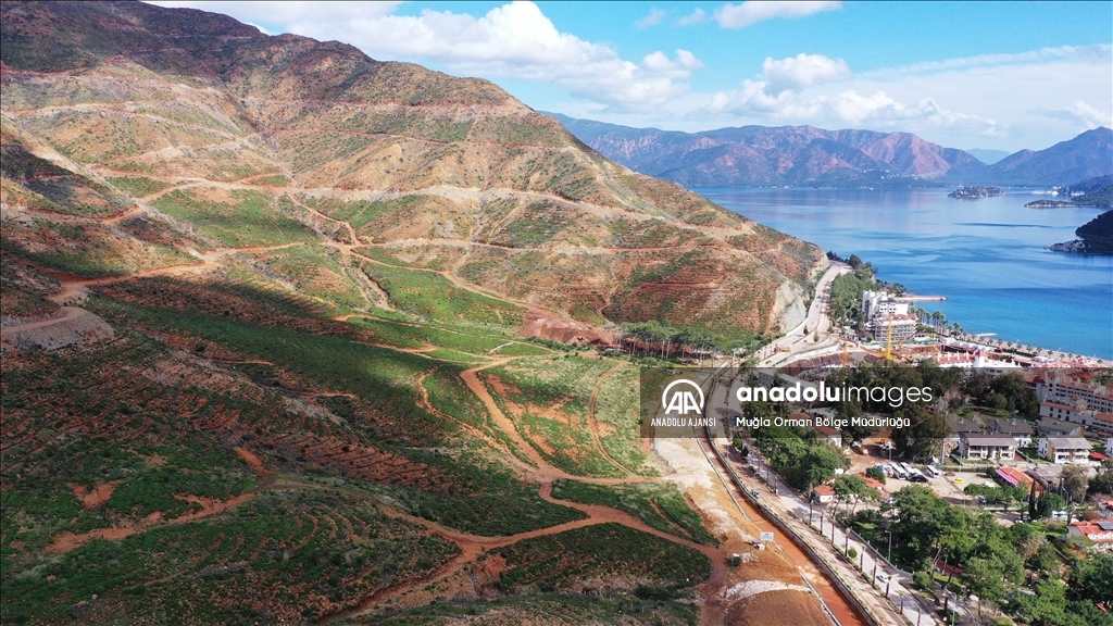 Muğla'da yanan ormanlık alanlar yeniden yeşeriyor