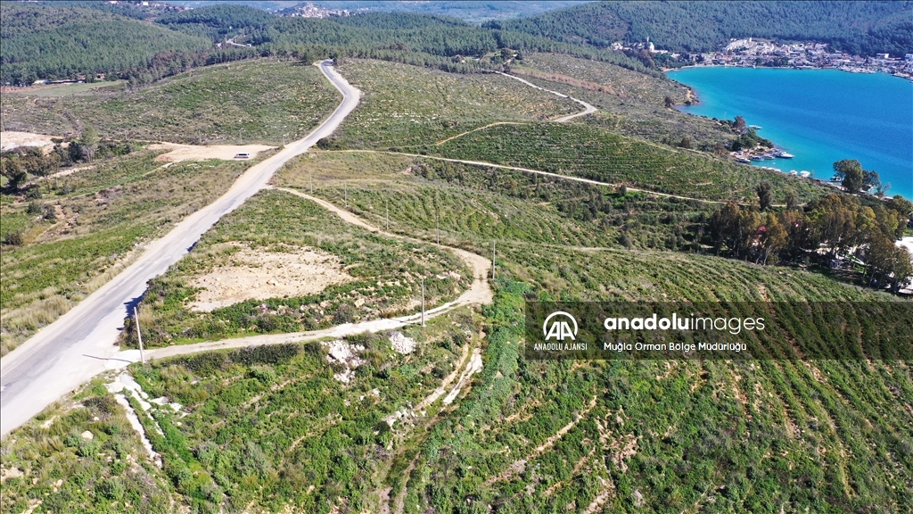 Muğla'da yanan ormanlık alanlar yeniden yeşeriyor