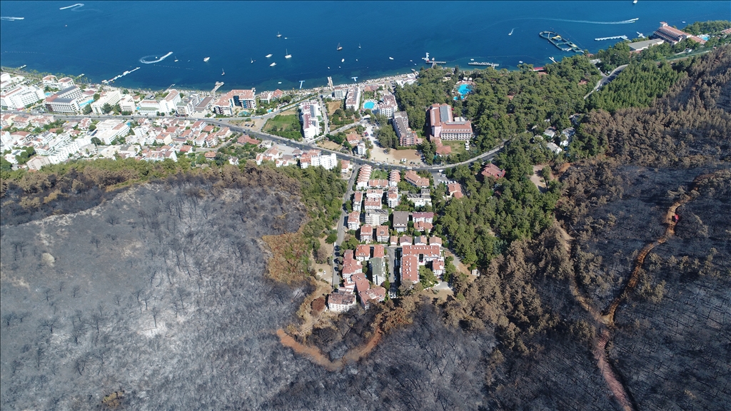 Muğla'da yanan ormanlık alanlar yeniden yeşeriyor
