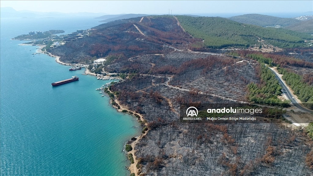 Muğla'da yanan ormanlık alanlar yeniden yeşeriyor