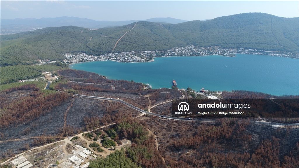 Muğla'da yanan ormanlık alanlar yeniden yeşeriyor