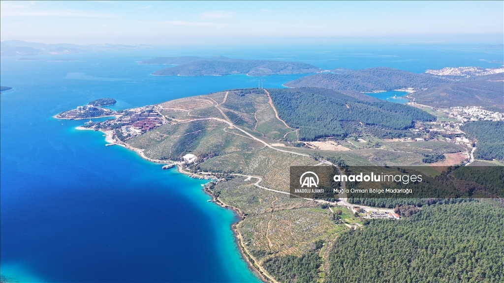 Muğla'da yanan ormanlık alanlar yeniden yeşeriyor