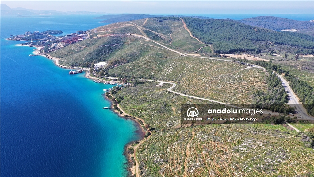 Muğla'da yanan ormanlık alanlar yeniden yeşeriyor