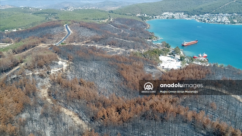 Muğla'da yanan ormanlık alanlar yeniden yeşeriyor