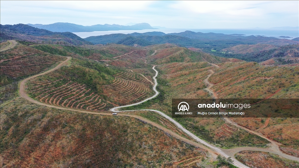 Muğla'da yanan ormanlık alanlar yeniden yeşeriyor