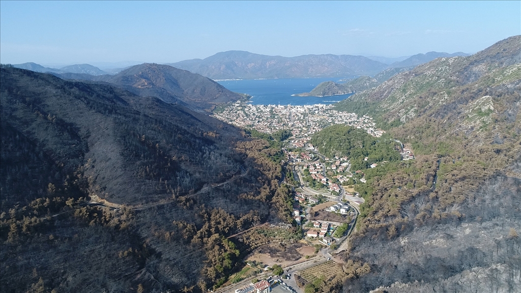 Muğla'da yanan ormanlık alanlar yeniden yeşeriyor