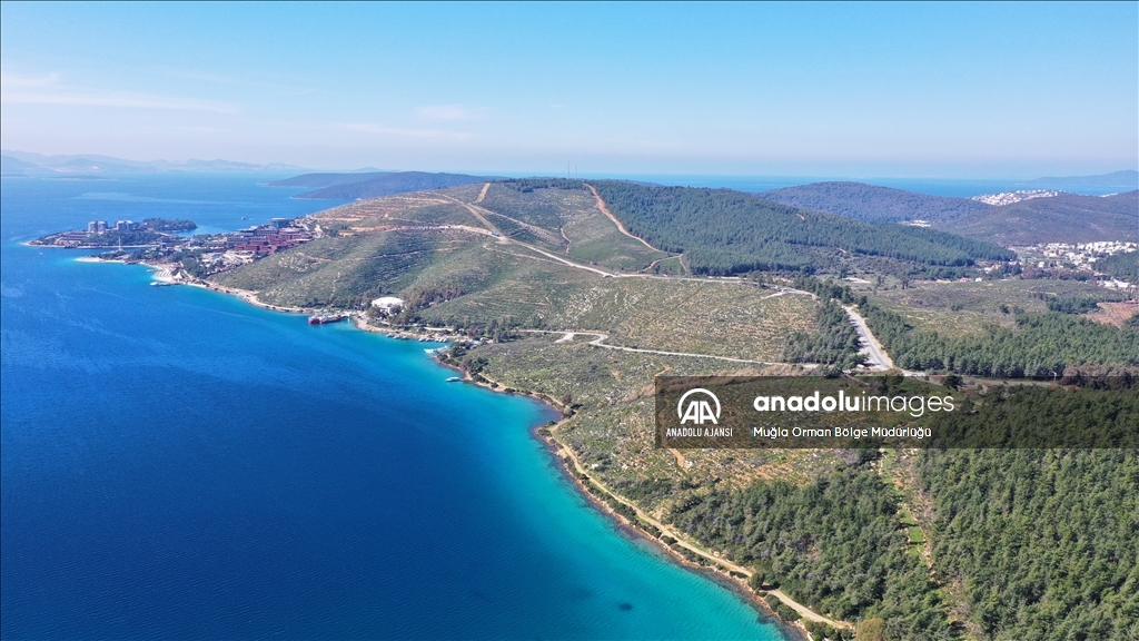 Muğla'da yanan ormanlık alanlar yeniden yeşeriyor