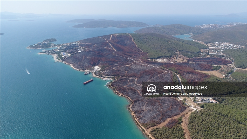 Muğla'da yanan ormanlık alanlar yeniden yeşeriyor