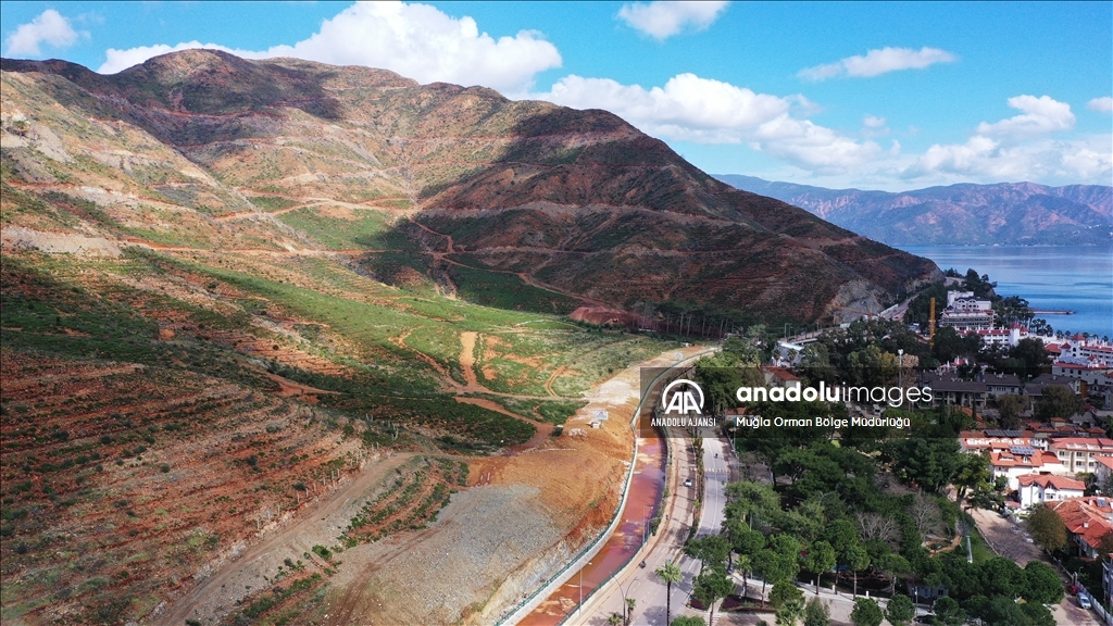 Muğla'da yanan ormanlık alanlar yeniden yeşeriyor