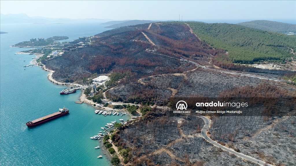 Muğla'da yanan ormanlık alanlar yeniden yeşeriyor