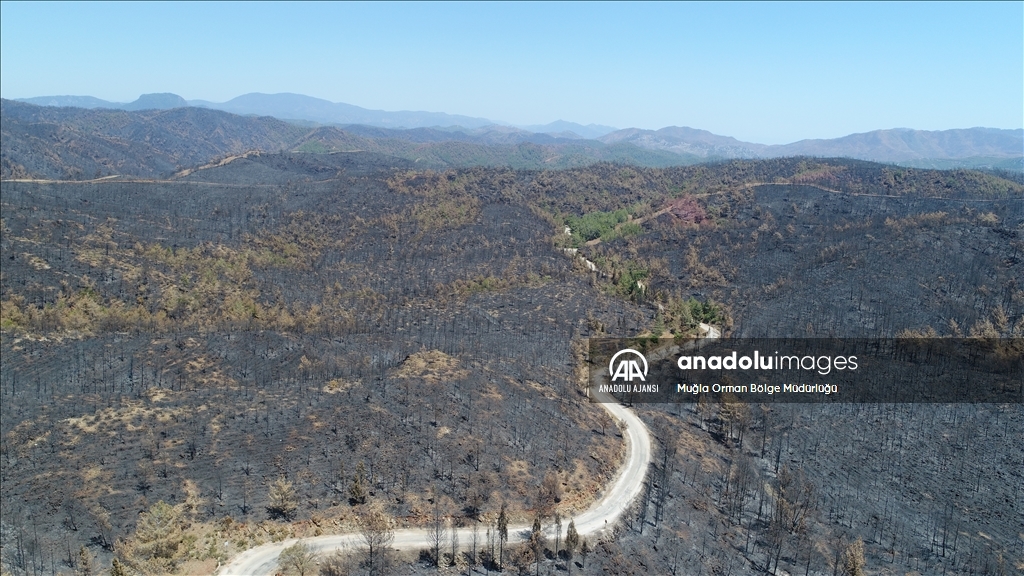 Muğla'da yanan ormanlık alanlar yeniden yeşeriyor
