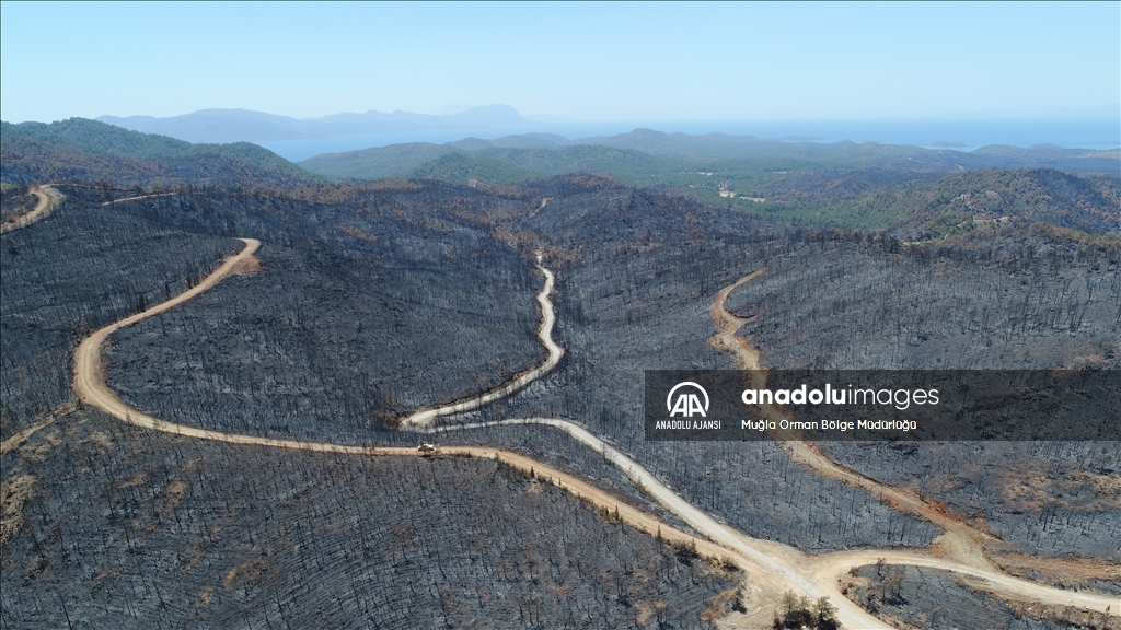 Muğla'da yanan ormanlık alanlar yeniden yeşeriyor